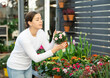 in flower shop, girl wants to buy pale pink garden carnation to decorate her flower bed