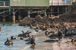 Sea lions gathered on a rocky shoreline, some sunbathing while others play in the water. A building on stilts suggests a tourist friendly coastal spot.