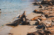 Sea lions group tan brown shades, sandy beach by calm water, central vocalizing upright one, clear blue water, serene coast, Pacific wildlife behavior.