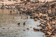 Sea lions gathering on rocky shoreline in natural habitat, varying in color and posture. Coastal ecosystem with calm water and sunlight, no human presence. Location possibly Pacific coast.