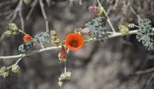 Apricot Mallow, Sphaeralcea Ambigua, Also Called Desert Globemallow. Found In The Mojave Desert Part Of Joshua Tree National Park (JTNP) In California.