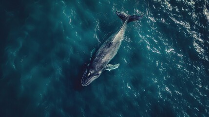 Wall Mural - Awe-Inspiring Aerial Shot of a Gray Whale in the Ocean, Capturing the Majesty of Marine Life