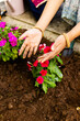 © Wavebreak Media - An Indian woman wearing bracelet, planting bright flowers