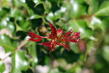 Wall Mural - Close-up view of red new growth spiked holly leaves