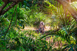 Monkey in the tropical forest of Mauritius, Africa.