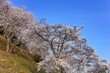 青空バックに見上げる満開の桜の情景