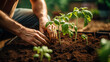 Gardening enthusiast planting tomato seedlings in a backyard garden, hands in soil, nurturing growth