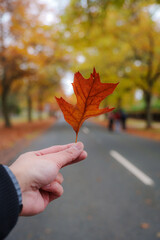 Wall Mural - Autumn trees in a park on a cloudy day at Honour Avenue in Mount Macedon