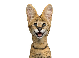 Wall Mural - Funny portrait of smiling serval cat isolated on white background in studio