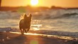 dog runs along the beach at sunset