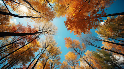 Sticker - Colorful autumn treetops in fall forest with blue sky and sun shining though trees. Red autumn trees from beneath. Autumn foliage