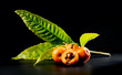 Loquat fruit or Japanese medlars, Nispero, Eriobotrya japonica with leaves fresh ripe bio vegetarian food, medlar berries. Close up. On black table background