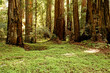 Tall Redwoods and Clover at Armstrong Redwoods State Natural Reserve, California, USA