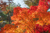 Fototapeta  - Seoul South Korea, red maple tree leaf at Samcheong Park in autumn season
