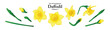 A series of isolated flower in cute hand drawn style. Daffodil in vivid yellow colors on transparent background. Drawing of floral elements for coloring book or fragrance design. Volume 5.