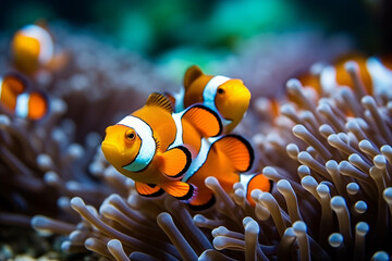 Wall Mural - Colorful clownfish swimming in anemone on a vibrant reef