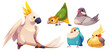 Cute funny parrot characters set. Cartoon vector collection of different colorful friendly exotic bird species with beak, wing and tales with multicolored feathers. Jungle exotic animals and pets.