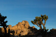 Joshua trees and rocks under a clear blue sunrise sky