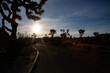Sun flares on a desert road among Joshua trees