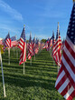 Rows of American flags stand tall in the sunlight