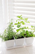Fresh herbs in white planters by a sunny window.