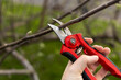 Pruning tree with red shears