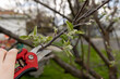 Pruning young apple tree in spring