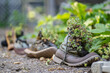 Recycled shoe planters in a lush garden setting