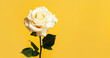 Elegant white rose on yellow backdrop