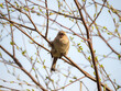 sparrow on a tree branch in spring