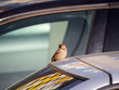 sparrow on a car