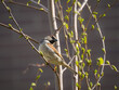 sparrow in spring