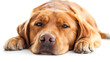 Close-up portrait of a serene golden retriever lying down with its chin resting on its paws, isolated on a white background