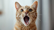 Portrait of an adorable ginger cat with a surprised expression, big round eyes, and mouth wide open against a blurred background