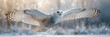polar white snowy owl flying in winter