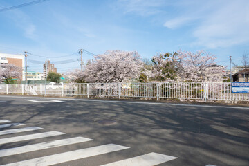 Wall Mural - 妙法寺川の桜並木