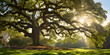 Roots of Ages The Deep and Enduring Legacy of a Grand Oak Tree with forest background
