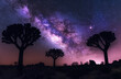 Milky Way Panorama Over African Baobabs
