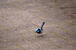 the male Superb Fairy-wren has a light blue cap, ear tufts, and cheeks; a black eye-stripe; dark blue-black throat; brown wings and white breast and belly.