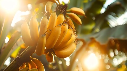 Poster - Sun-kissed Bananas Growing on Tree, Farm Fresh Fruit, Tropical Agriculture at Sunrise. Nature's Bounty Captured in Warm Light. AI