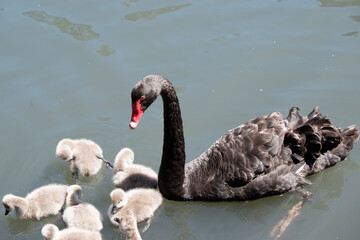 Sticker - the black swan has black feathers edged with white on its back and is all black on the head and neck.  It has a red beak with a white stripe and red eyes