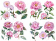 Floral roses elements set. Watercolor botanical illustration of tulip, peony, rose flowers and leaves. Natural objects isolated on white background, romantic hand painted summer purple, pink flowers