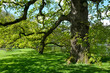 Stieleiche (Quercus robur) im Frühling