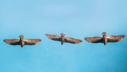 Poster - Three birds soaring with wings outstretched in the sky of Cobquecura, Nuble Region, Chile