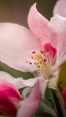 Sticker - Close-up of a pink flower in bloom