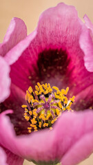 Poster - Close-up of a pink flower