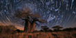 Time-Lapse Stars over Baobab Trees at Twilight
