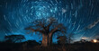 Star Trails over an African Baobab Tree
