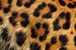 Leopardenfell in Nahaufnahme 