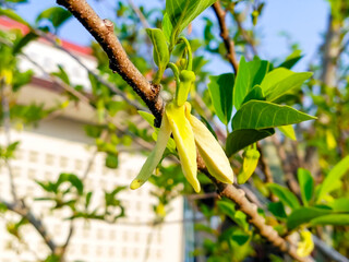 Wall Mural - Annona on the tree, Custard apple fruit.